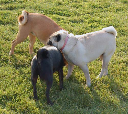 Willow, Rio, Camille and Sheba