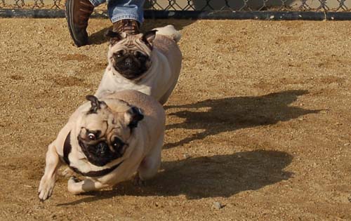 Mountain View Dog Park Pug Fun - 4 Feb 2006