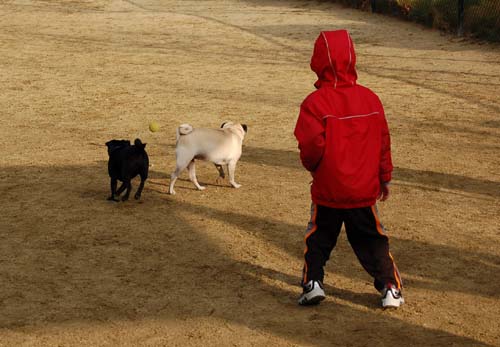 Rio and Sheba Return to the Dog Park