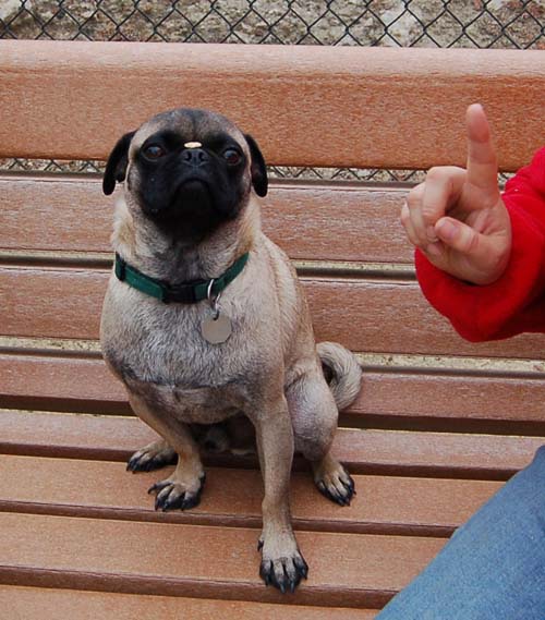 Pugs Pugs Pugs Mountain View Dog Park Fun October 15, 2005