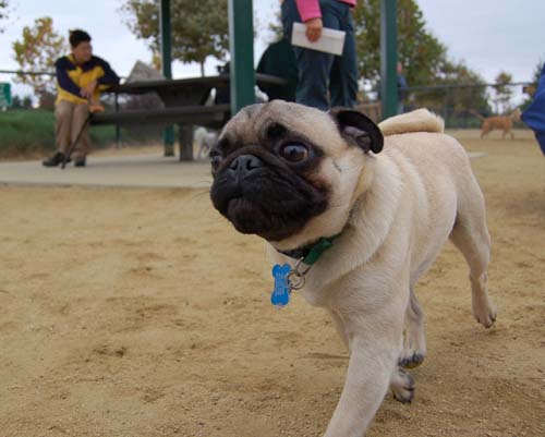 Pugs Pugs Pugs Mountain View Dog Park Fun October 15, 2005