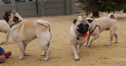 Pugs Pugs Pugs Mountain View Dog Park Fun October 15, 2005