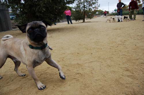 Pugs Pugs Pugs Mountain View Dog Park Fun October 15, 2005