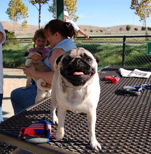 Pugs Pugs Pugs Mountain View Dog Park Fun October 8, 2005