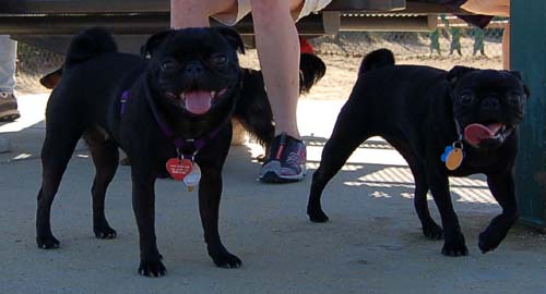 Pugs Pugs Pugs Mountain View Dog Park Fun October 8, 2005
