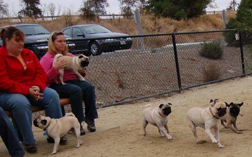 Pugs Pugs Pugs Mountain View Dog Park Fun October 15, 2005
