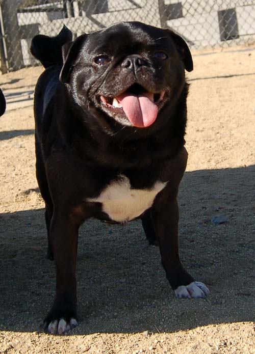 Pugs Pugs Pugs Mountain View Dog Park Fun October 8, 2005