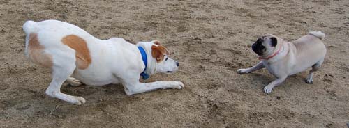 Rio and Sheba Return to the Dog Park