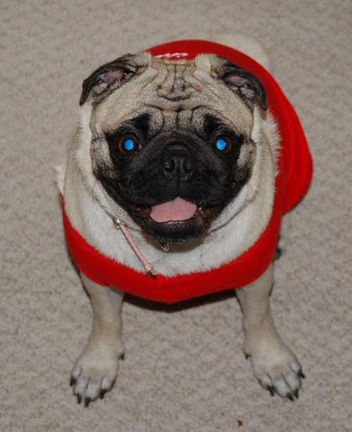 Sheba Work and Shirt