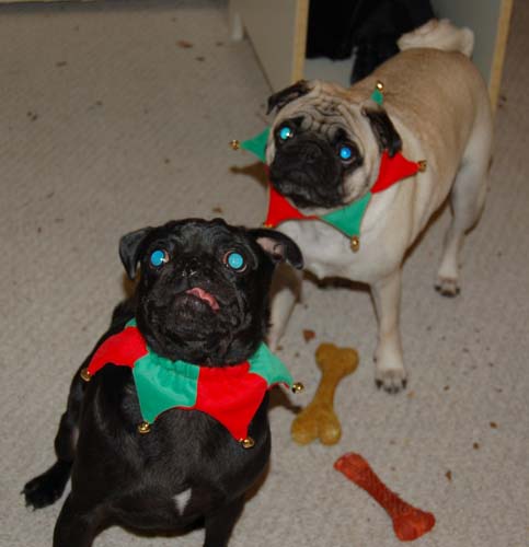 Jingle Pugs