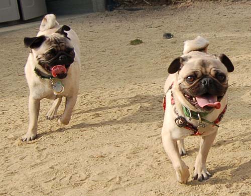 Pugs Pugs Pugs Mountain View Dog Park Fun October 22, 2005
