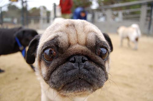 Pugs Pugs Pugs Mountain View Dog Park Fun October 15, 2005