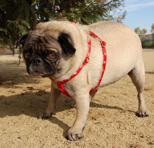 Pugs Pugs Pugs Mountain View Dog Park Fun October 22, 2005