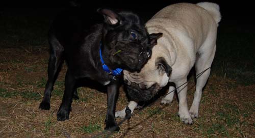 Late Night with Sheba and Rio - click here for more hug pug photos