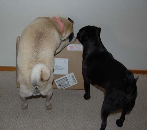 Happy Fun Clothes for Rio and Sheba