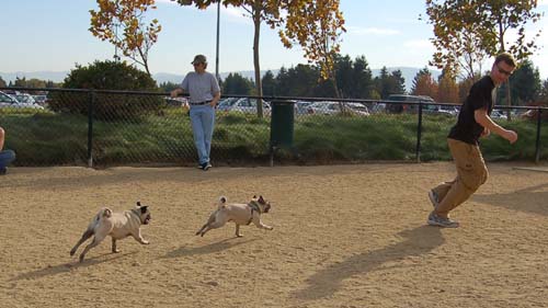 Pugs Pugs Pugs Mountain View Dog Park Fun October 22, 2005