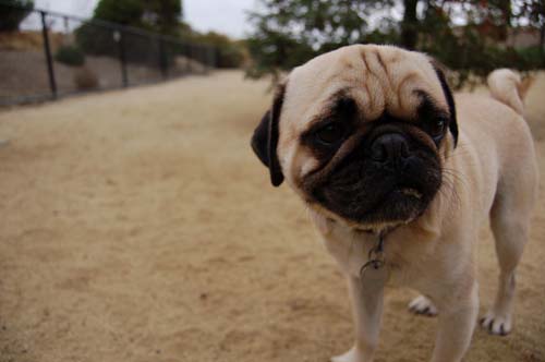 Pugs Pugs Pugs Mountain View Dog Park Fun October 15, 2005