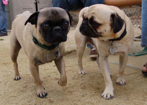 Pugs Pugs Pugs Mountain View Dog Park Fun October 15, 2005