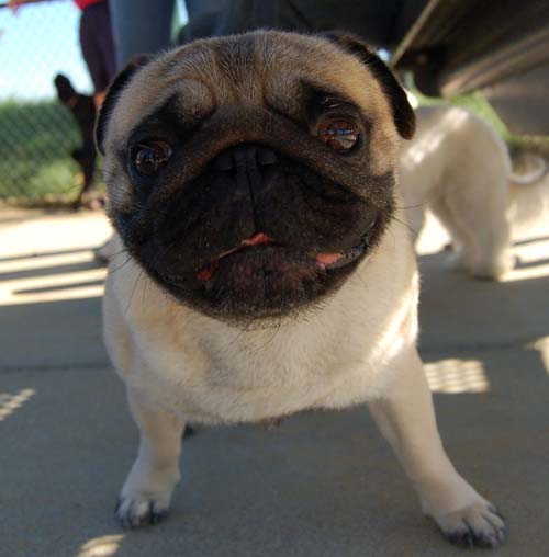 Pugs Pugs Pugs Mountain View Dog Park Fun October 8, 2005