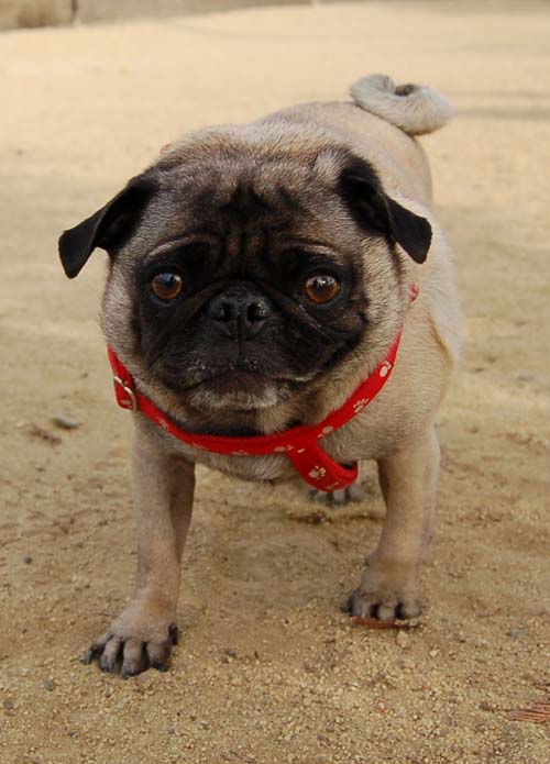 Pugs Pugs Pugs Mountain View Dog Park Fun October 22, 2005