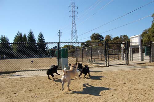 Pugs Pugs Pugs Mountain View Dog Park Fun October 8, 2005