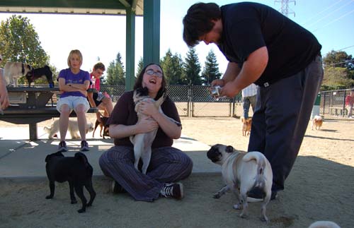 Pugs Pugs Pugs Mountain View Dog Park Fun October 8, 2005