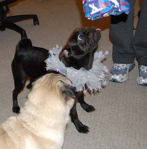 Merry Christmas Pugs