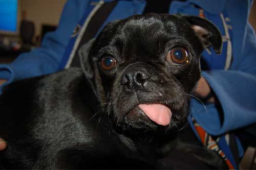 Jim & Nancy and Rio & Sheba