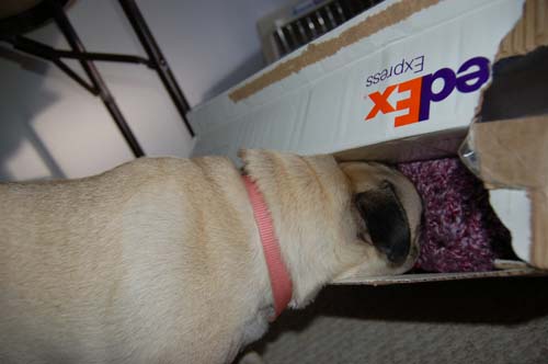 Happy Fun Clothes for Rio and Sheba