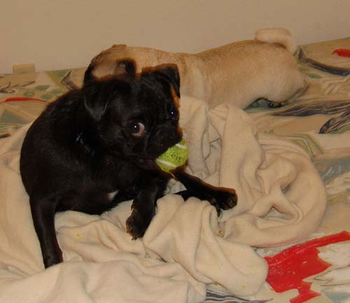 Sheba and Rio take a walk