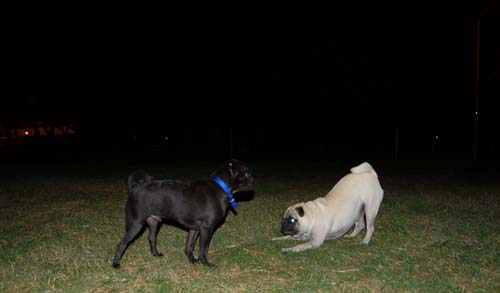 Late Night with Sheba and Rio - click here for more hug pug photos