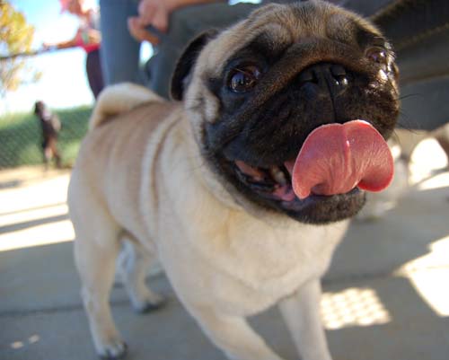Pugs Pugs Pugs Mountain View Dog Park Fun October 8, 2005