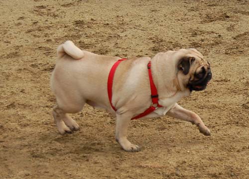 Rio and Sheba Return to the Dog Park