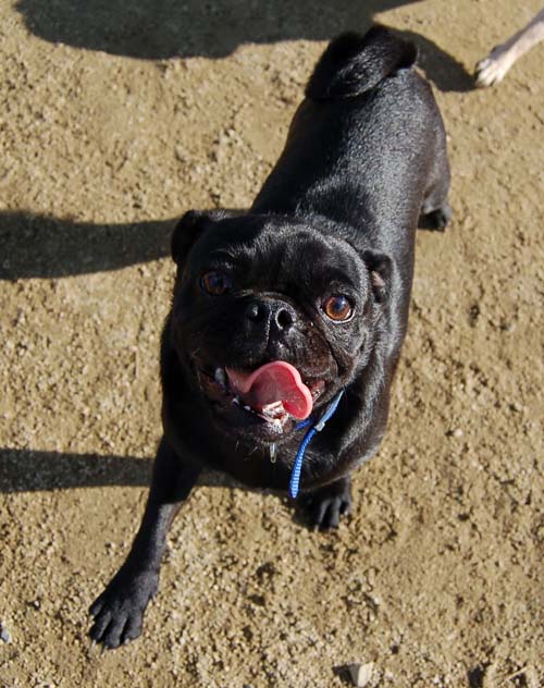 Smiling Sunday Pugs at the Mountain View Dog Park