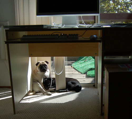 Sheba and Rio take a walk