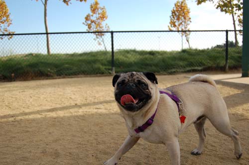 Pugs Pugs Pugs Mountain View Dog Park Fun October 22, 2005