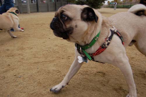 Pugs Pugs Pugs Mountain View Dog Park Fun October 15, 2005