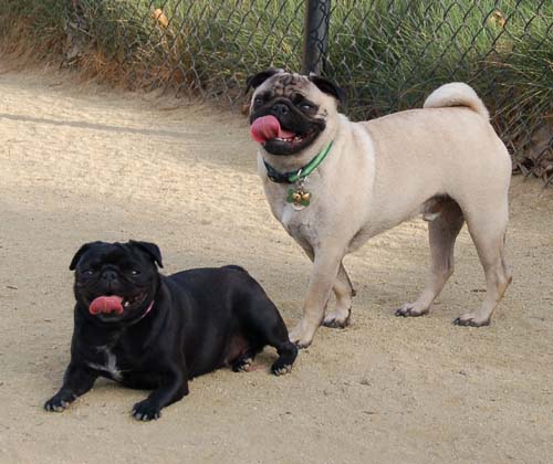 Pugs Pugs Pugs Mountain View Dog Park Fun October 22, 2005