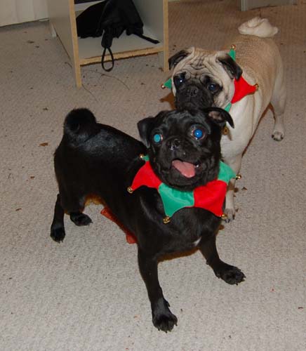 Jingle Pugs