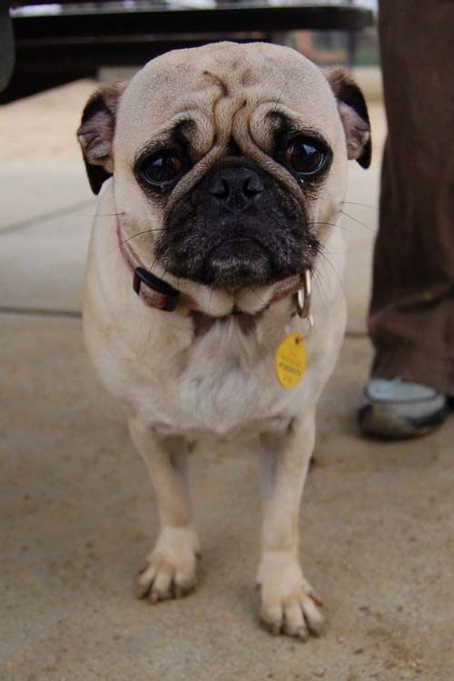 Mountain View Dog Park - February 25, 2007