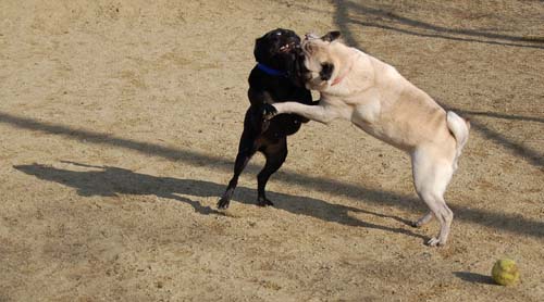 Mountain View Dog Park Pug Fun - 4 Feb 2006