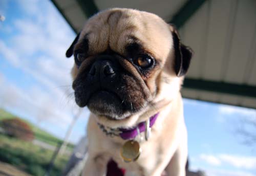 Mountain View Dog Park Sunday Fun - February 18, 2007
