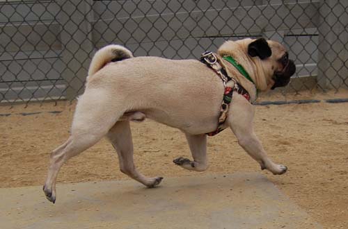 Pugs Pugs Pugs Mountain View Dog Park Fun October 15, 2005