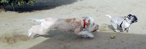 Mountain View Dog Park Sunday Fun - February 18, 2007