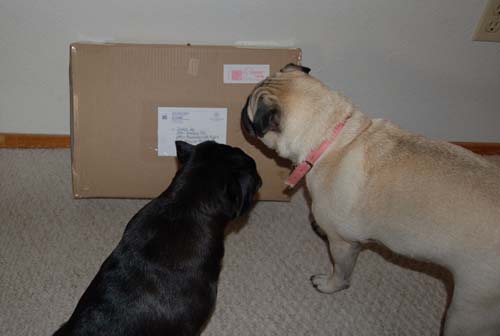 Happy Fun Clothes for Rio and Sheba