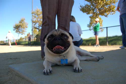 Pugs Pugs Pugs Mountain View Dog Park Fun October 8, 2005