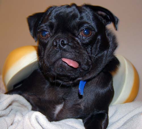 Hot Dog Pugs
