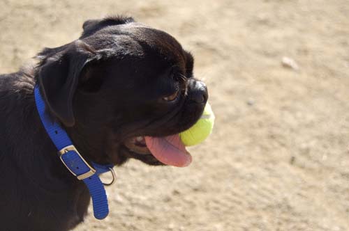 Mountain View Dog Park Sunday Fun - February 18, 2007