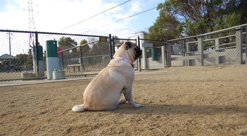 Mountain View Dog Park Sunday Fun - February 18, 2007