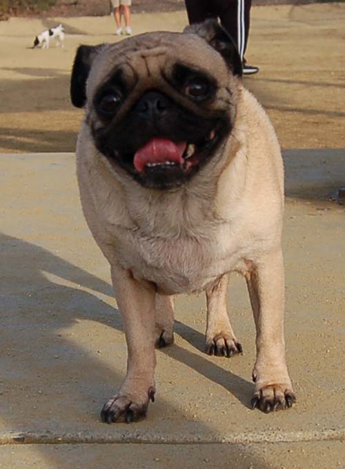 Mountain View Dog Park Pug Fun - 4 Feb 2006